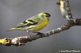 Pour preuve, un couple de mésanges mange environ 10 000 insectes durant la seule période de couvaison qui france : Tarin Des Aulnes Carduelis Spinus Male Tarin Des Aulnes Oiseaux Des Jardins Oiseaux De France