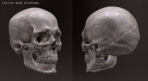 Human Skull Caucasian Male 3d Model Human Skull Skull 3d Model Character