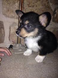 Welsh corgi puppies are small kinds of herding dogs, which are believed to have originated from wales in europe. Pembroke Welsh Corgi Puppies For Sale In Clinton Tennessee Classified Americanlisted Com