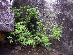 Image result for Alchornea laxiflora