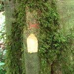 Image result for Pancovia