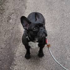 baby frenchbulldog bulldog frenchie bulldogge franzosischebulldogge bulldogge hund gassi cutiepie schoni instadogs french bulldog bulldog animals
