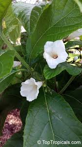 Image result for Cordia pilosissima