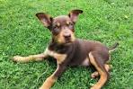 Working Kelpie Dog Breed Information - American Kennel Club