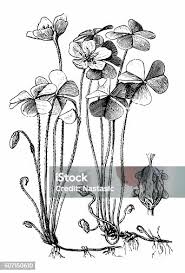 Image result for Oxalis corniculata