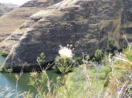 Image result for Otiophora lebruniana