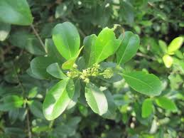 Image result for Pleurostylia