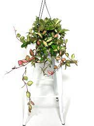 Ebay.com has been visited by 1m+ users in the past month Hoya Carnosa Rubra Krimson Princess In 2021 Plants Flower Garden Plants Planting Flowers