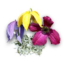 Es gibt sogar sorten spät blühender arten, die bis in den spätherbst hinein ihre blüten tragen. Clematis Shop Uber 300 Sorten Online Bestellen Clematis Herian