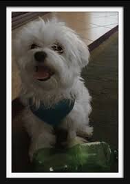 what a happy baby malteser hunde bilder