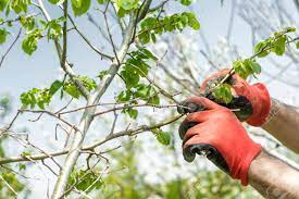 Lower the tree into it so the graft sits approximately. The Farmer Is Taking Care Of The Fruit Trees Stock Photo Picture And Royalty Free Image Image 92124086