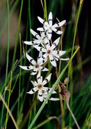Image result for Hesperantha longicollis