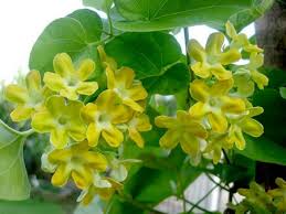 Hoa thiên lý là một loài cây quen thuộc với nông thôn việt nam, cây hoa thiên lý được sử dụng nhiều trong bữa ăn hàng ngày và được trồng rộng rãi. Hoa Thien Ly Cay Xanh Gia Huy