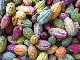 Love Chocolate I Bet You Didn T Know Groups Of Cocoa Beans Grow On Trees Inside These Beautiful Pods Cacao Fruit Theobroma Cacao Cacao Chocolate