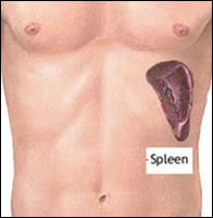 Tender to touch areas of your chest. Don T Be Mean To Your Spleen Matthew Johnson Md Facs