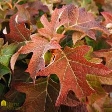 Image result for Hydrangea quercifolia