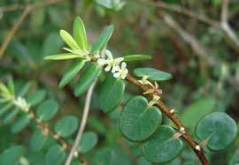Image result for Phyllanthus odontadenius