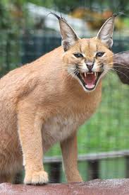 Buy and sell on gumtree australia today! Important Facts About Caracal Pet You Need To Know