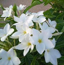 Plumeria Pudica Bridal Bouquet Flowers At Our Hostel Garden Gardening Garden Diy Home Flowers Plumeria Pudica Bridal Bouquet Flowers Flower Pot Design