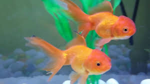 goldfish tank mates what are the other fish you can put with your goldfish introduction