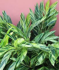 For containerized plants, dilute the. This Is The G Page Of Our A To Z Guide To Plants How To Care For Them Landscaping With Them And Cooking And Healing With Them
