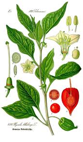 Illustration Physalis Alkekengi0 Clean Lampionblume Wikipedia In 2020 Botanische Zeichnungen Lampionblume Chinesische Blumen