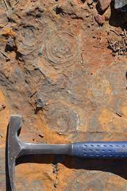 Small Domal Stromatolites In Crinkly Laminated Ferroan Dolostone Of Paleoproterozoic Koegas Subgrp Griqualand West South A Geology Rocks Geology Paleontology