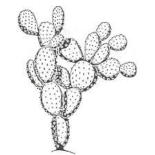 When handling prickly and spiny cacti, it is always a good idea to wear gloves and use tools like tongs or pieces of cloth to protect your how to root a broken piece of cactus. Prickly Pear Cactus Lg Stamps Galore