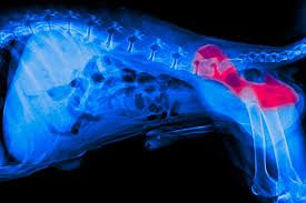 We did not find results for: Canine Hip Dysplasia Dog Hip Problems