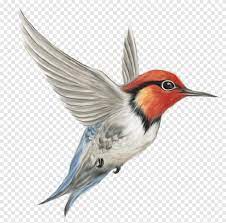 Maybe you would like to learn more about one of these? Burung Png Pngegg