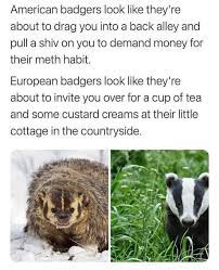 Best 30 European Badger Fun On 9gag