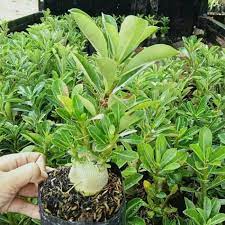 Santos lemon merupakan salah satu jenis tanaman hias yang banyak digemari karena selain tampilan bunga dan bentuk pohon yang cantik, tanaman ini juga mudah untuk dirawat dan dibudidayakan. Murah Jual Bibit Bunga Adenium Tanaman Hias Adenium Kamboja Jepang Shopee Indonesia