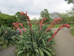 Check spelling or type a new query. Plante Grasse A Fleur La Liste Des 20 Plus Belles Pour Votre Jardin