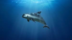 Maybe you would like to learn more about one of these? Cocaine Of The Sea Threatens Critically Endangered Vaquita Bbc News
