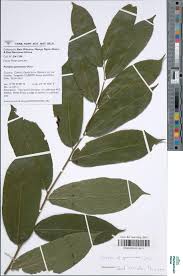 Image result for Paropsia