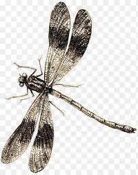 Dragonfly Drawing Png Dragonfly Drawing Insect Free Image On Pixabay 508 640 Png Download Free Transparent Background Dragonfly Drawing Dragonfly Insects
