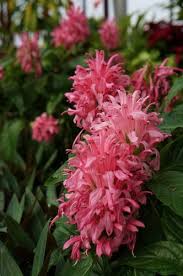 Image result for Justicia tenella