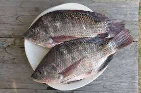 Adalah bahan pelarut kimia yang sering digunakan sebagai inhalan dan obat bius. 8 Jenis Ikan Ini Kerap Dijadikan Bahan Kerupuk Enak Semua