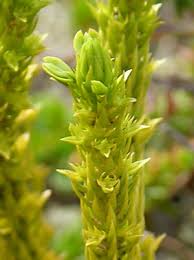 Image result for Huperzia afromontana