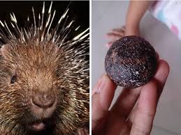 Pengambilan batu mustika landakmitos / fakta katanya bisa menyembukan segala penyakit. Ibnu Hasyim Landak 3 Ini Geliga Landak Apa Rahsianya Pula