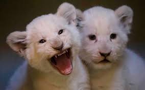 Zoo hodonín patří k menším zoologickým zahradám v rámci čr. Two White Lion Cubs During Their First Outing At The Zoo In Hodonin Czech Republic Aww