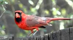 G sou pássaro de fogo. Passaro De Fogo Paula Fernandes Youtube