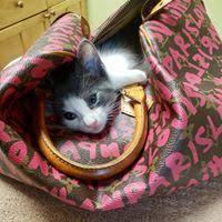 Holistic pet care little falls nj also offers animal acupuncture procedures. Holistic Pet Care 125 Paterson Ave Little Falls Nj Veterinarians Mapquest