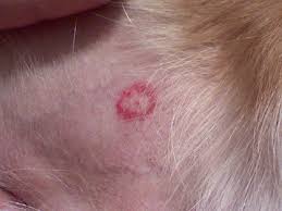 Clinical signs of lyme disease in dogs. Preventing Lyme Disease In Dogs Figo Pet Insurance