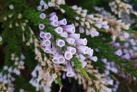 Image result for Fabiana imbricata