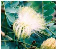 Image result for Psorospermum mechowii