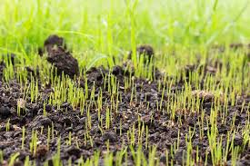Aside from giving protection to the seeds put down netting or a network of slash. Grass Seed Netting Removal Summer Holiday