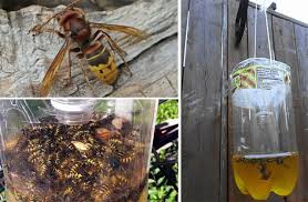 Save yourself and your family from stings this season by crafting this homemade wasp trap from your kitchen recyclables. Cheap Wasp Trap For Summer