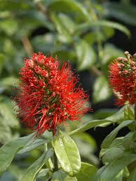 Image result for Combretum sp. A