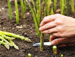 How To Grow Asparagus In A Pot Perennial Vegetables Growing Vegetables Garden Plants Vegetable